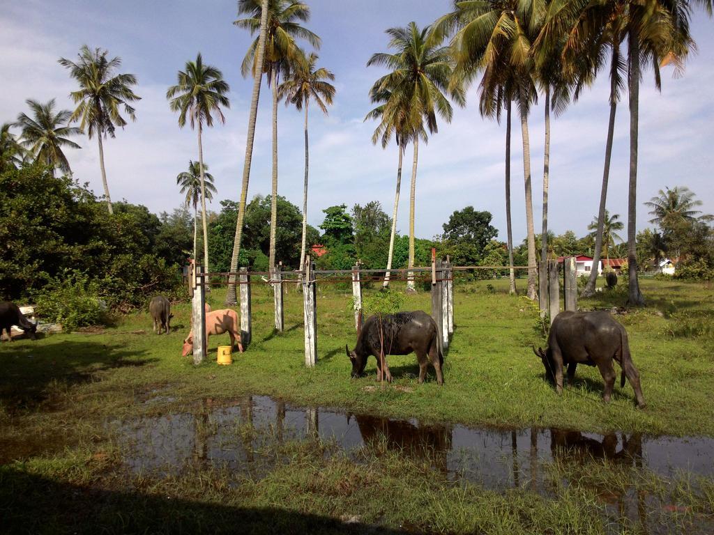 The Village Langkawi Pantai Cenang  Εξωτερικό φωτογραφία